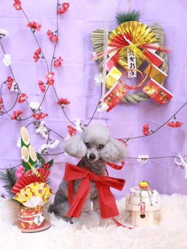 20230120サージュちゃん